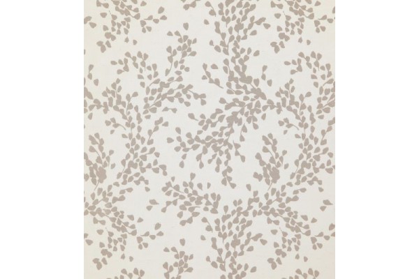Acacia Balearic