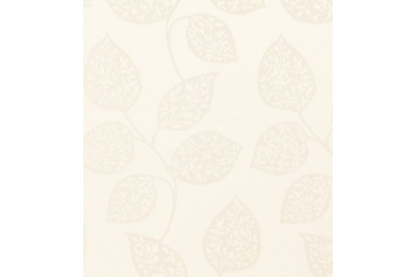 Acacia Balearic
