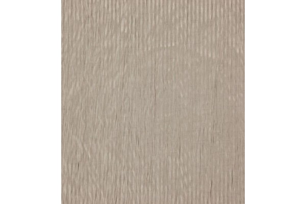 Acacia Balearic