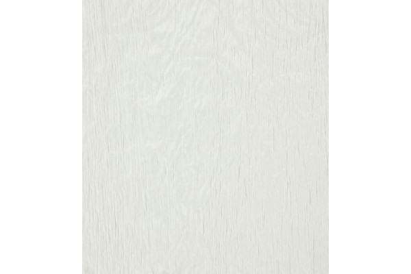 Acacia Balearic