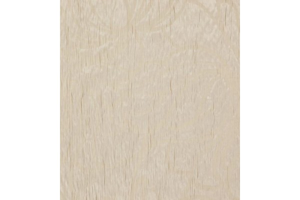 Acacia Balearic
