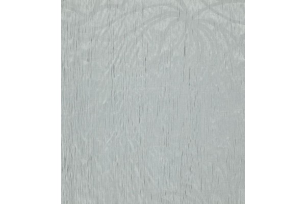 Acacia Balearic