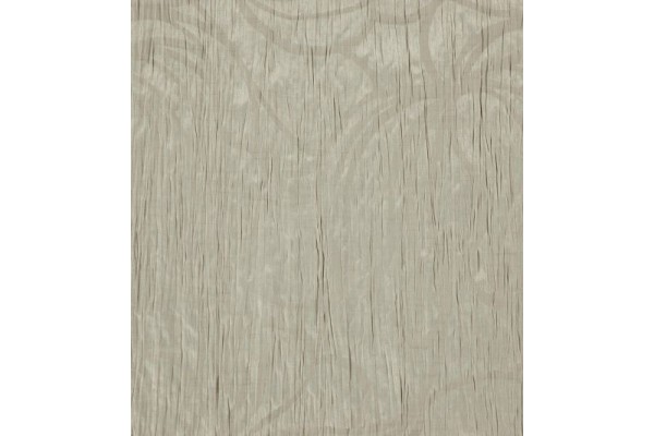 Acacia Balearic
